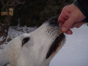 handsome dog eating homemade vegan peanut butter biscuits